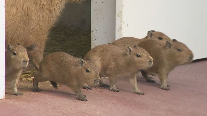 カピバラページ カピバラ」のYahoo!リアルタイム検索 - X（旧Twitter）を