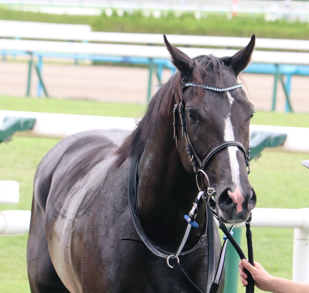 コントレイル産駒、ヴァロンブローサが新馬戦を制覇！