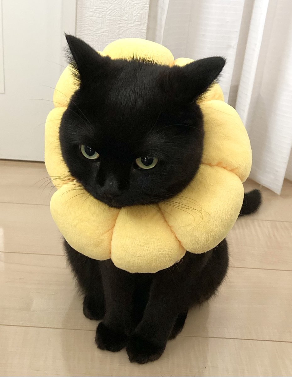 黒猫兄弟 ななとはち | . . 天使と悪魔? . . #いえいえ天使と