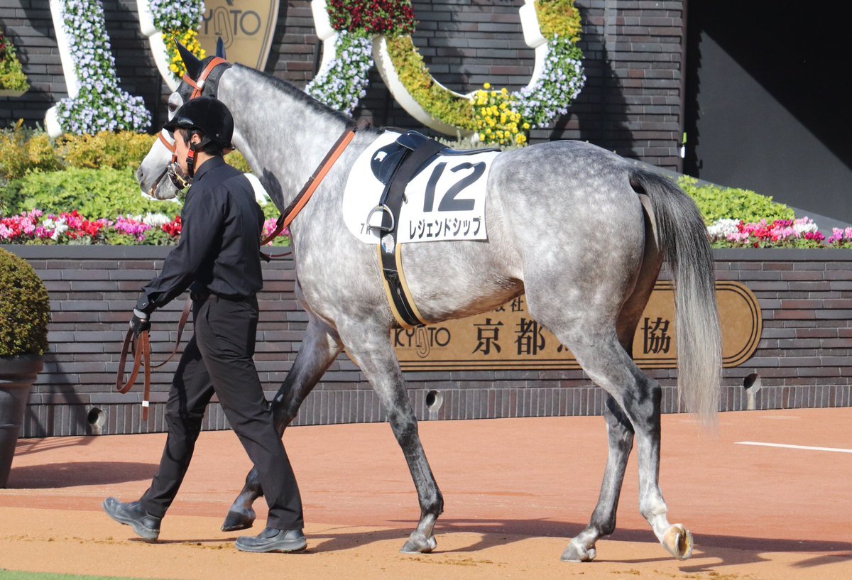 レジェンドシップ、京都7Rで7着！ファンは「次こそやれるはず」