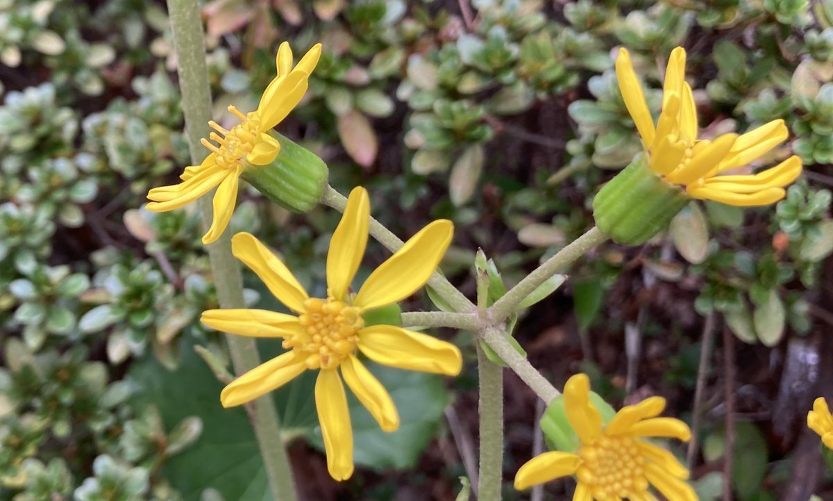 レンコンってどんな野菜？ 11月17日は「レンコンの日」