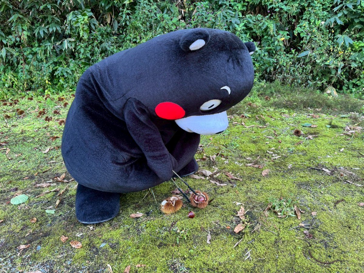 くまもんページ くまモン【公式】 (@55_kumamon) / X