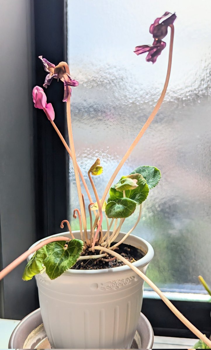 ❣️シクラメンです。２点おまとめ ❣️シクラメンです。2点おまとめ シクラメン (@shikura_x) / X