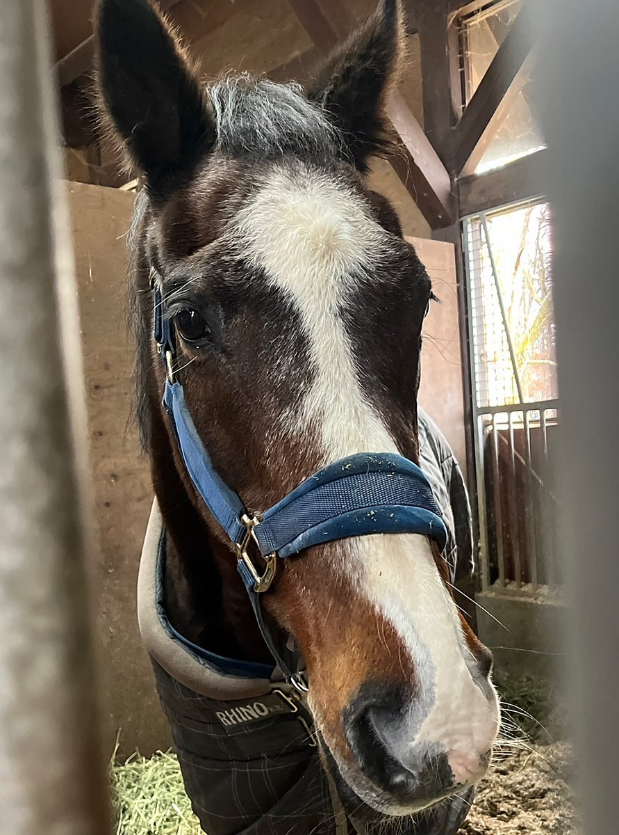 イクイノックスのブロンズ像、ノーザンホースパークで4日に公開