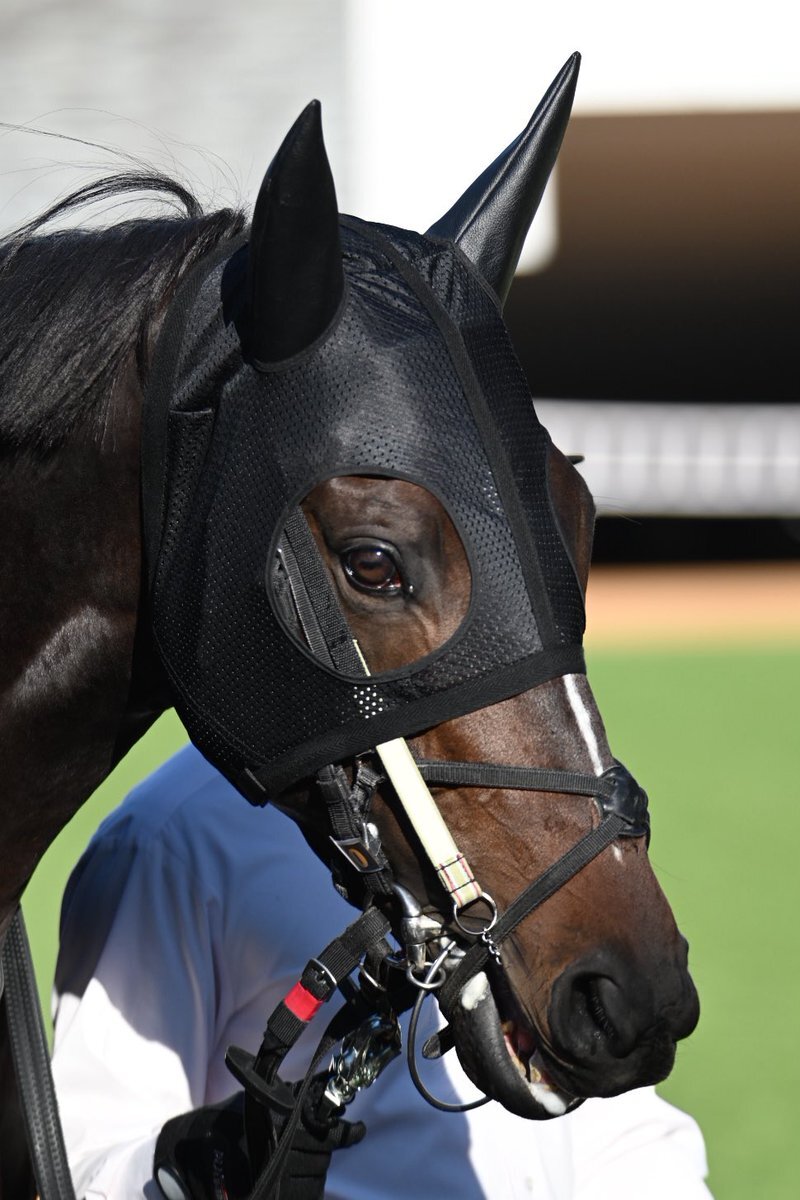 マイネルメモリー、アンドロメダSで5着！今後の活躍は？