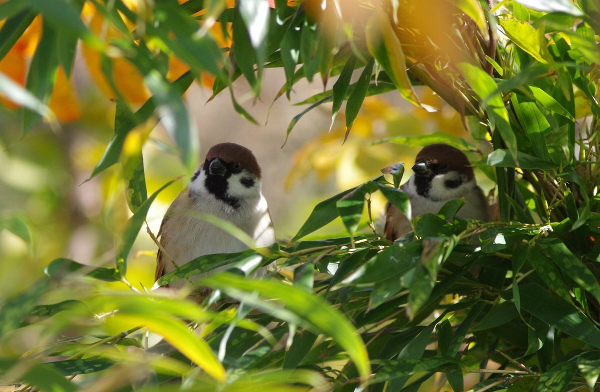 Twitterユーザーが日々の出来事を報告、感謝を伝える