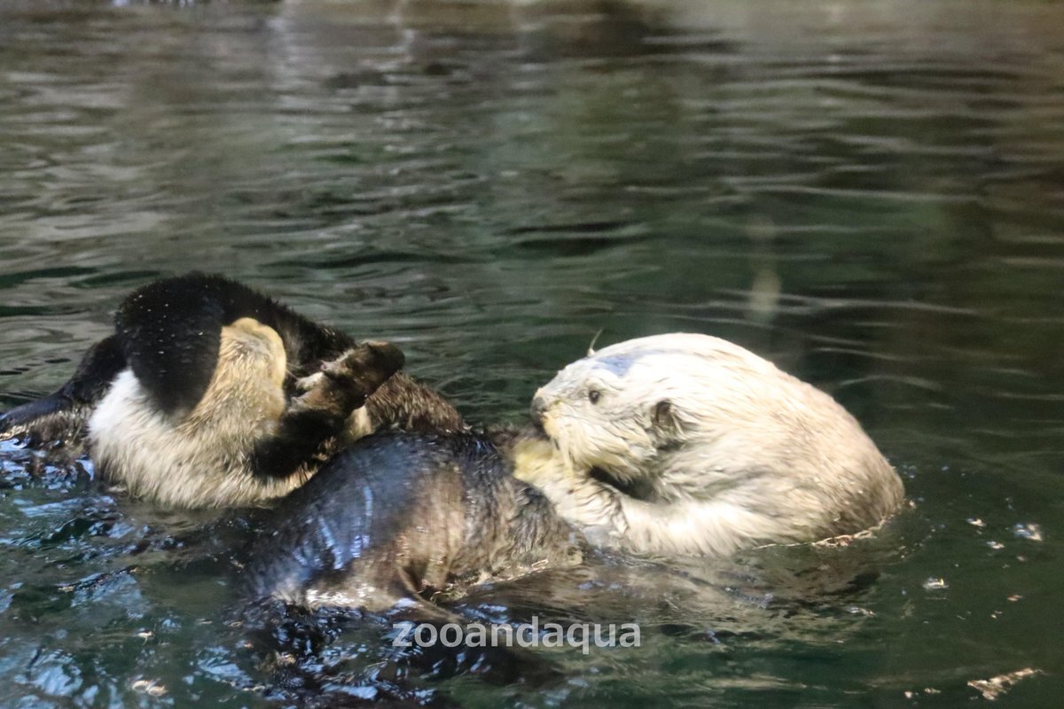 須磨海浜水族園」のYahoo!リアルタイム検索 - X（旧Twitter）を