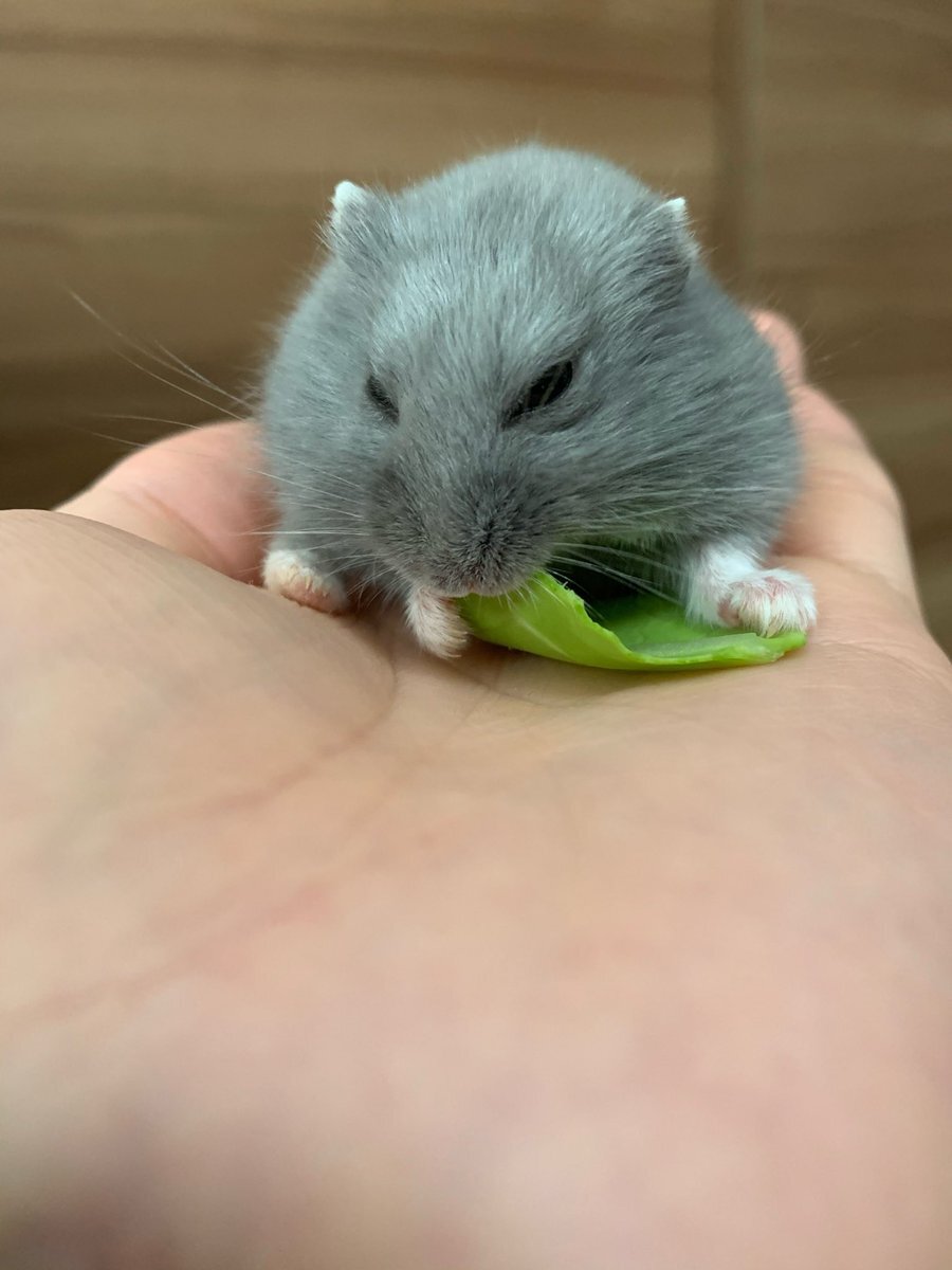 オルフェーヴル」のYahoo!リアルタイム検索 - X（旧Twitter）を