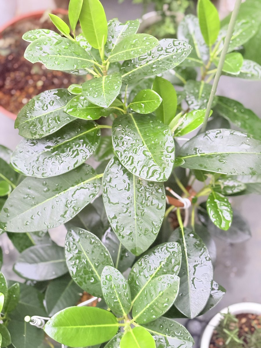 ウンベラータ」のYahoo!リアルタイム検索 - X（旧Twitter）を