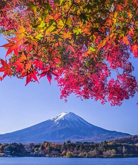 メディア総研とベルク、株主優待制度導入で株価上昇