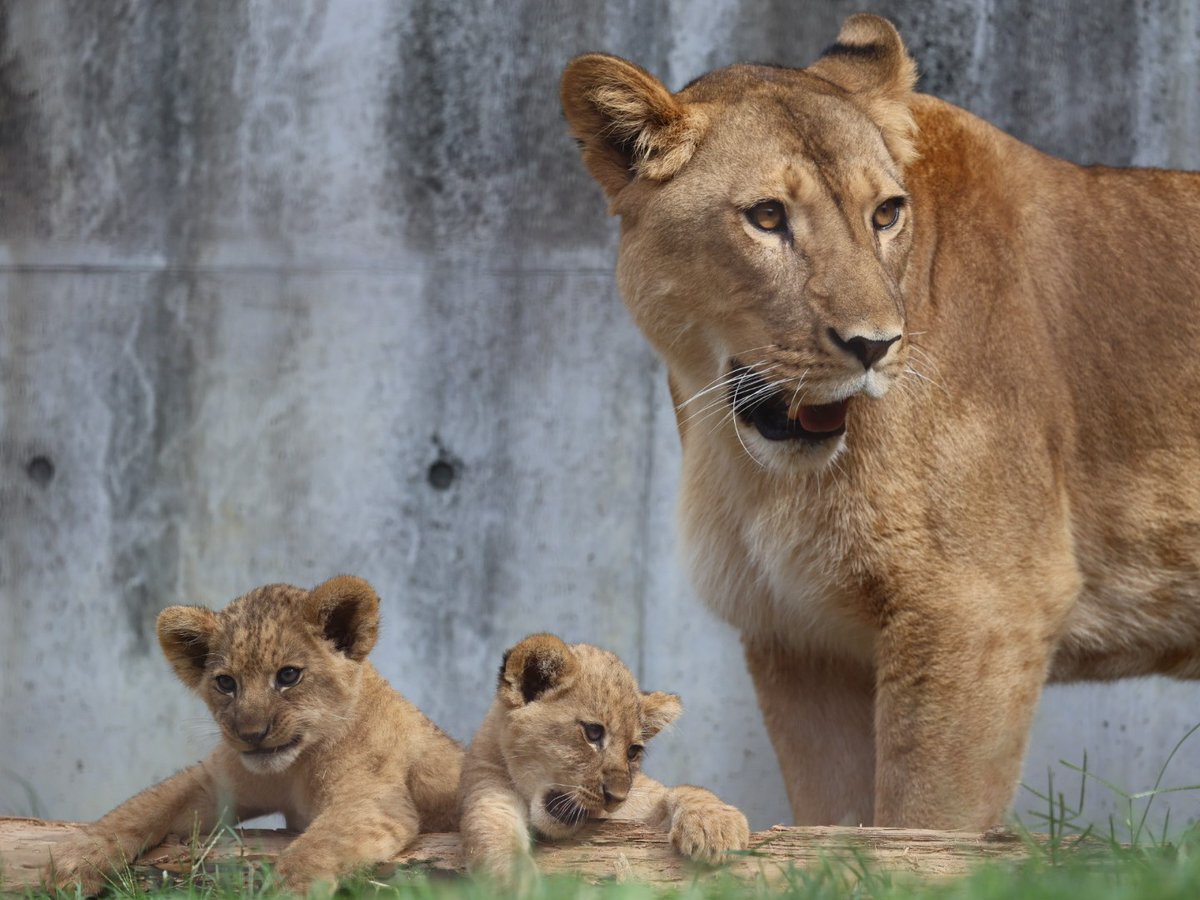 ライオンベビー❤️生後２週間❤️赤ちゃん(*´艸｀*)里親様募集～❤️ 赤ちゃんライオン初めての休園日🦁 - YouTube
