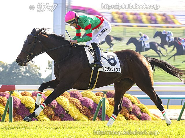 サクソンジェンヌ、京都8Rで勝利！ファン歓喜