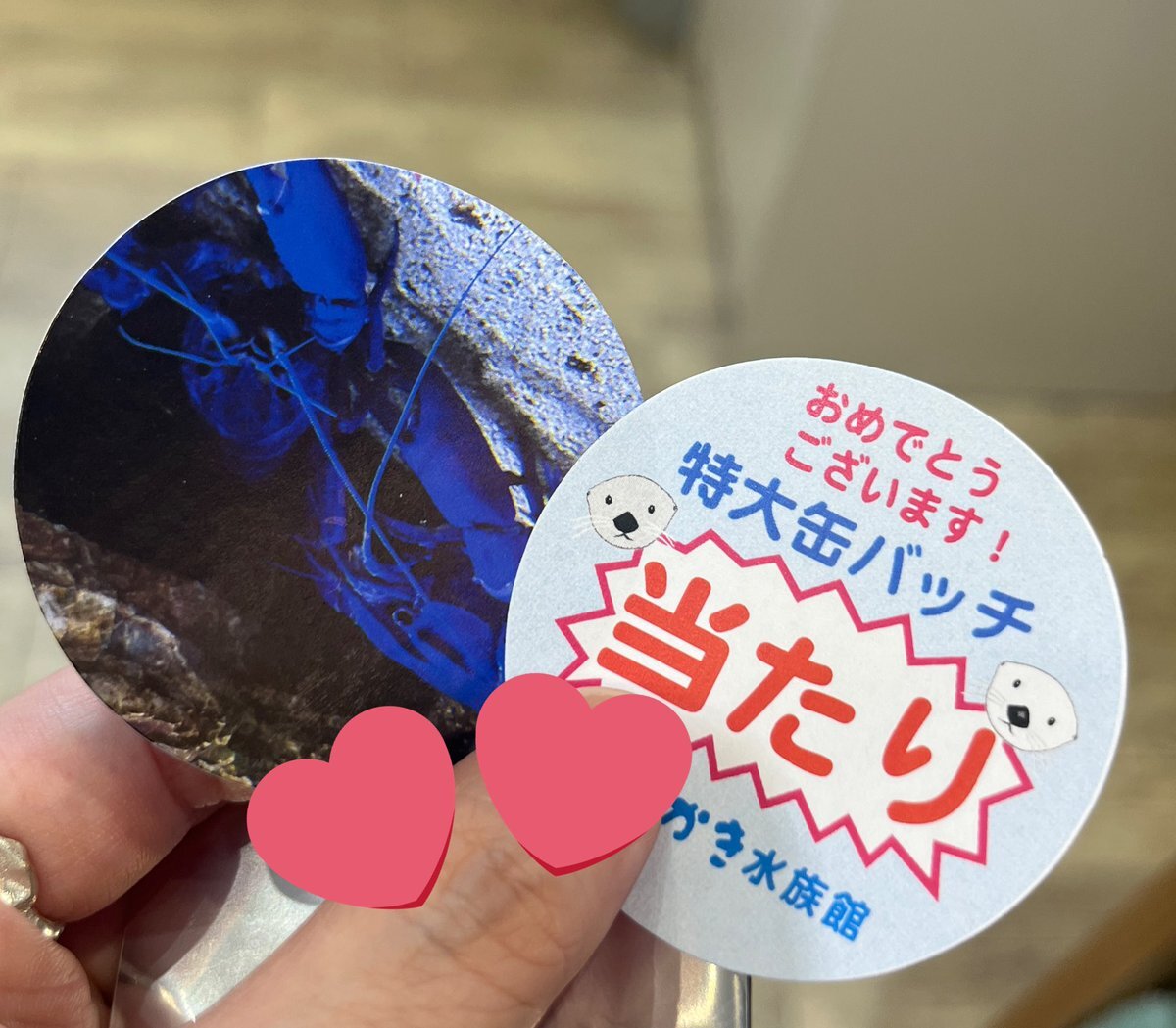 鳥羽水族館　シールくじ　大当たりBIG缶バッジ 鳥羽水 シールくじ メイちゃんキラちゃん 特大缶バッジ 大当たり