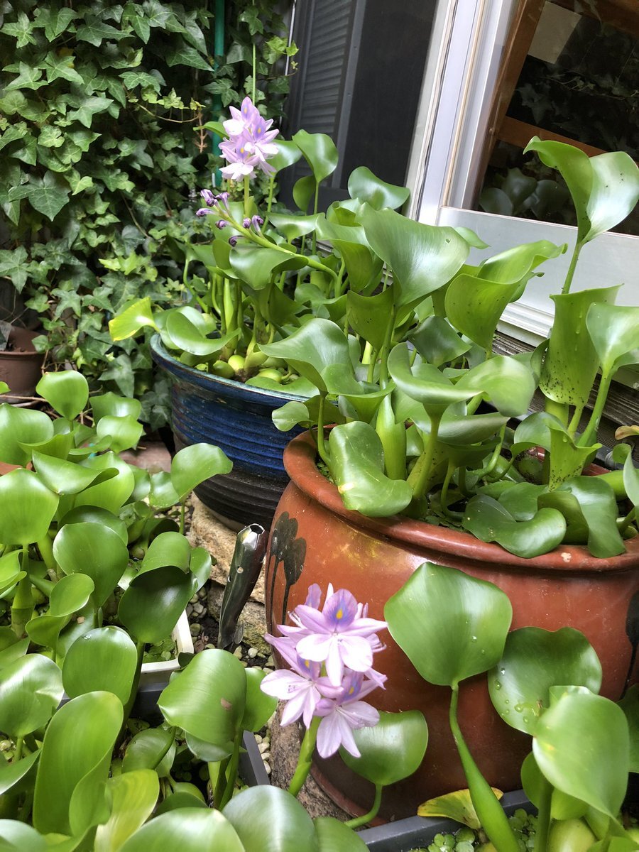 布袋葵 のtwitter検索結果 Yahoo リアルタイム検索