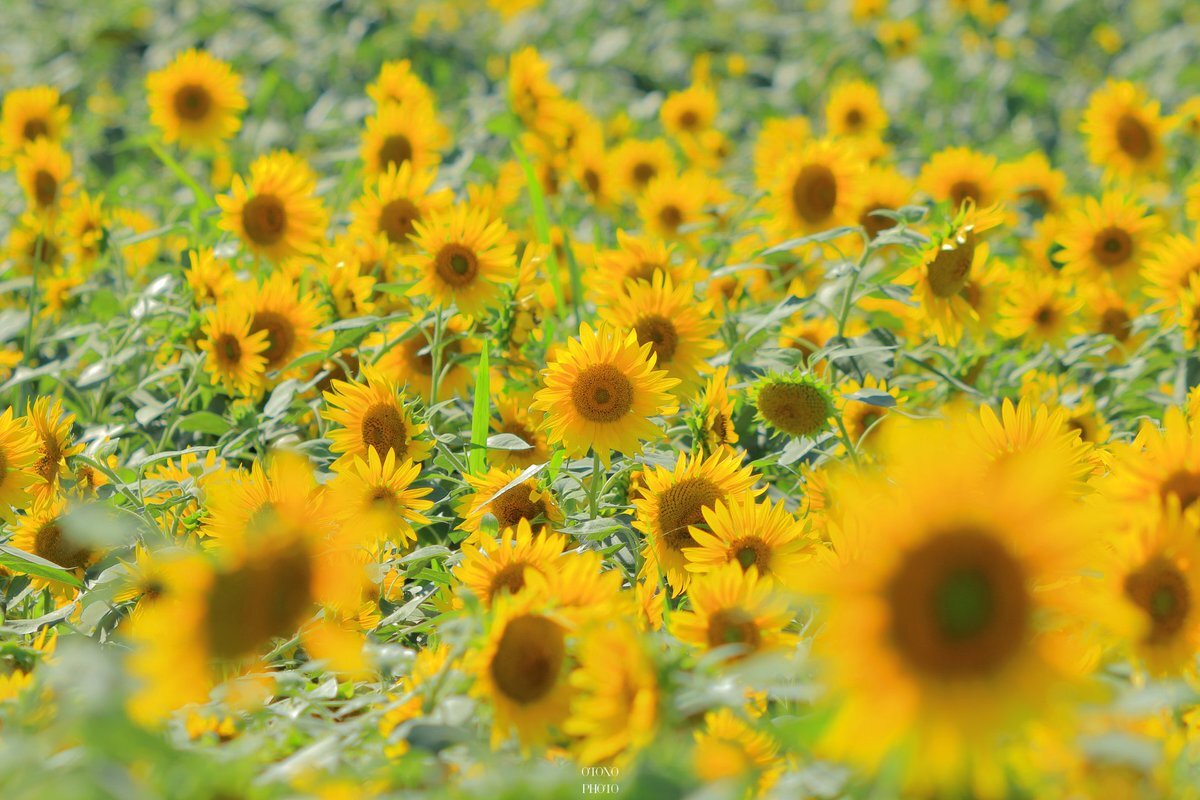 花 のtwitter検索結果 Yahoo リアルタイム検索