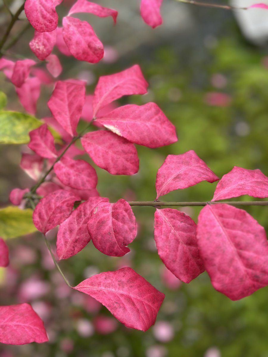 日本の天気予報、雪が降る？