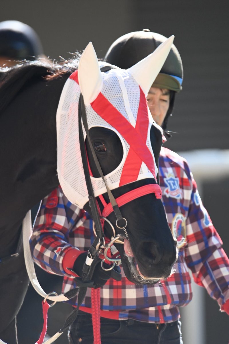 ヨカオウ、母ヨカヨカに続く勝利！ファン「強すぎて笑いが止まらなかった」