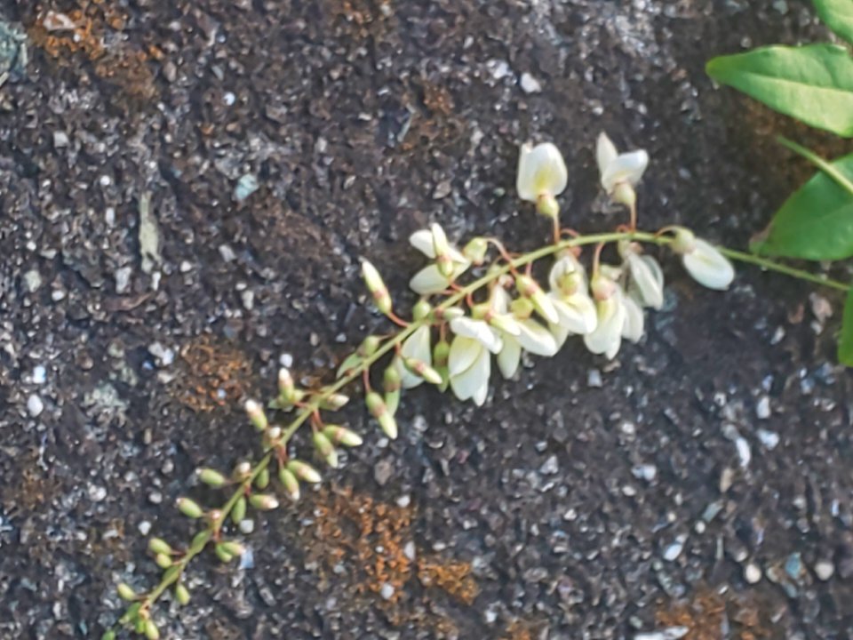 花 のtwitter検索結果 Yahoo リアルタイム検索