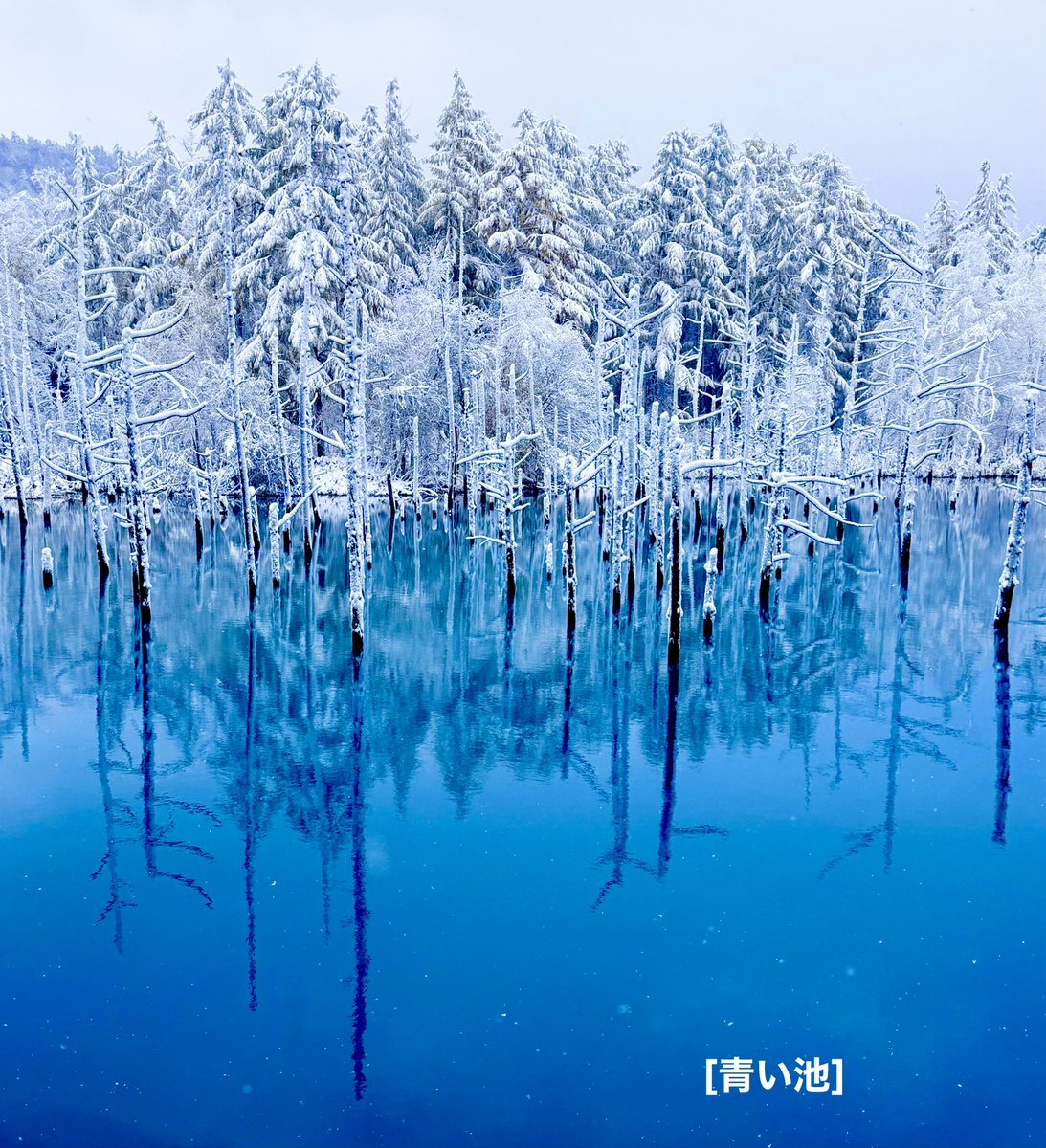 美瑛町 青い池」のYahoo!リアルタイム検索 - X（旧Twitter）を