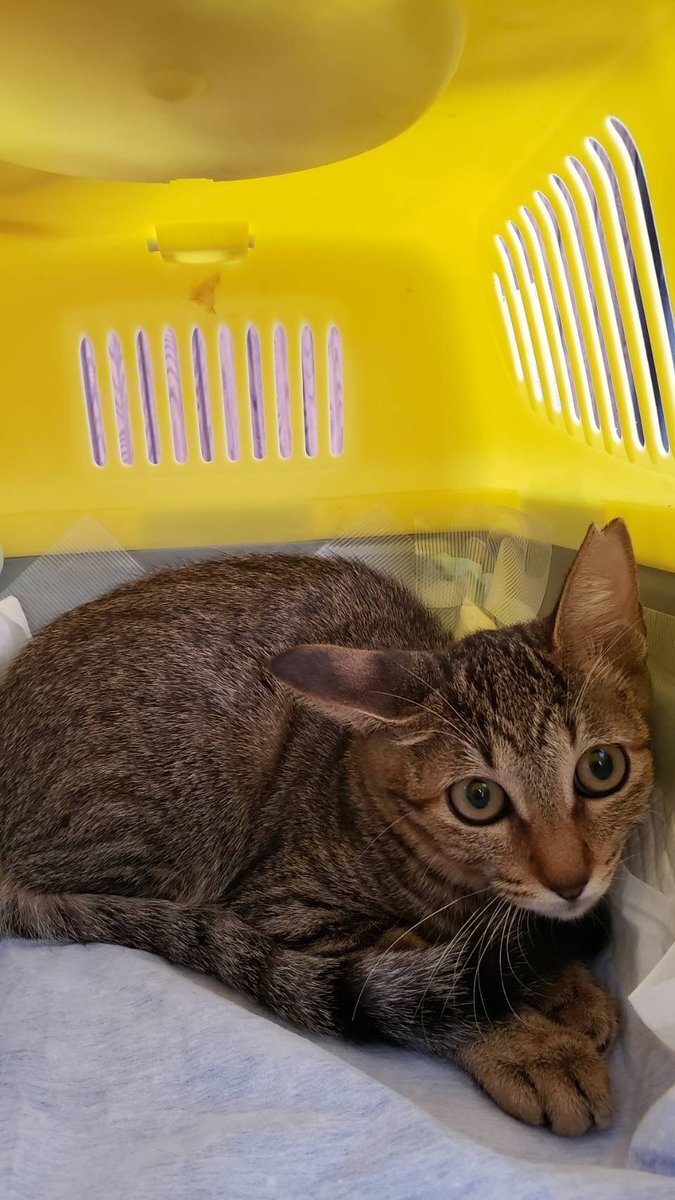 おっとり」のYahoo!リアルタイム検索 - X（旧Twitter）をリアルタイム検索