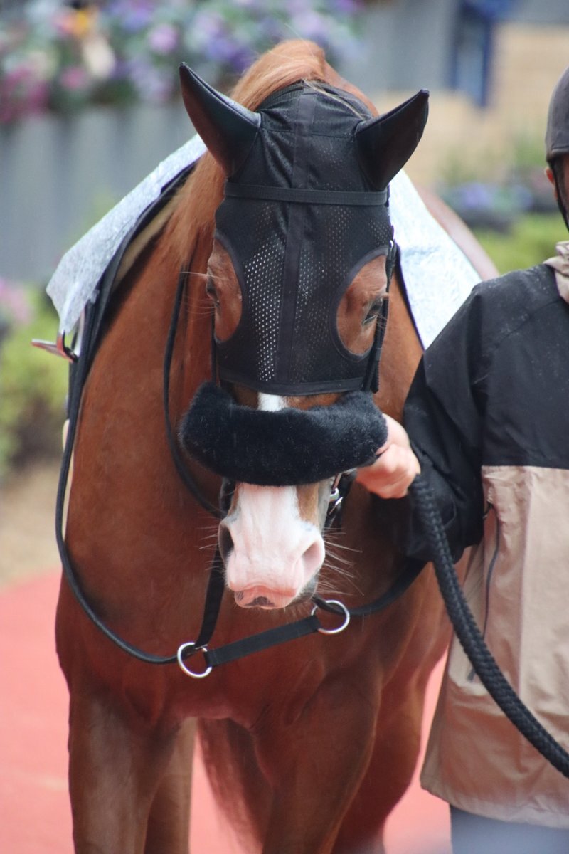フルレゾン、中京10Rは6着！馬場状態に苦戦か