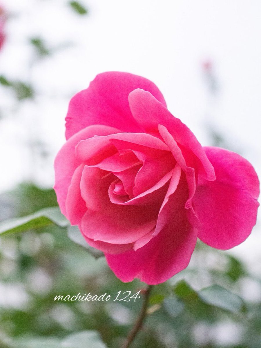 毛布の日、SNSで温かい話題が拡散！