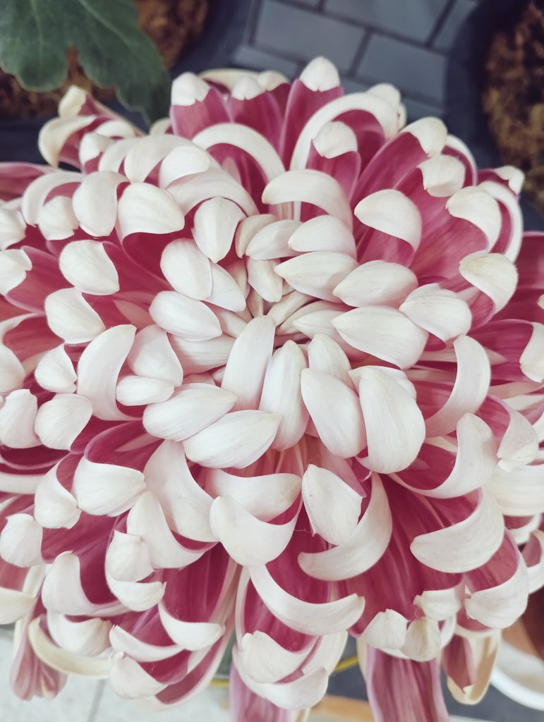 寒波到来！SNSユーザーはどのように過ごしている？