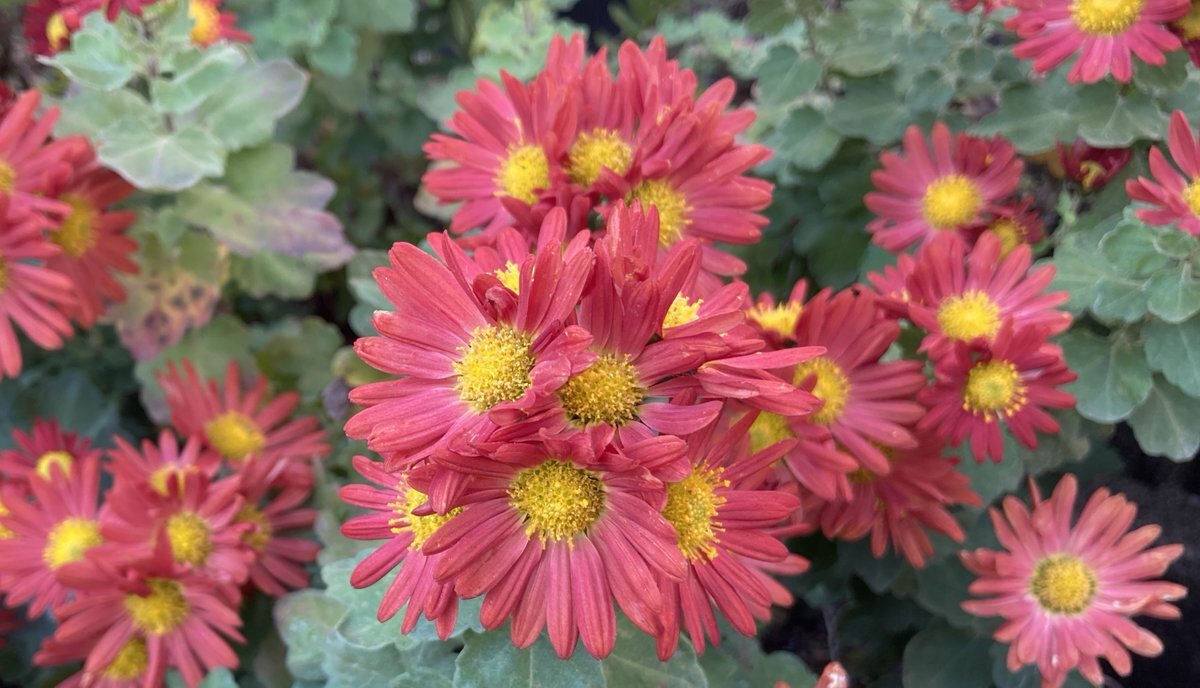 12月1日、世界エイズデーやデジタル放送の日など記念日多数！SNSで祝う人続出