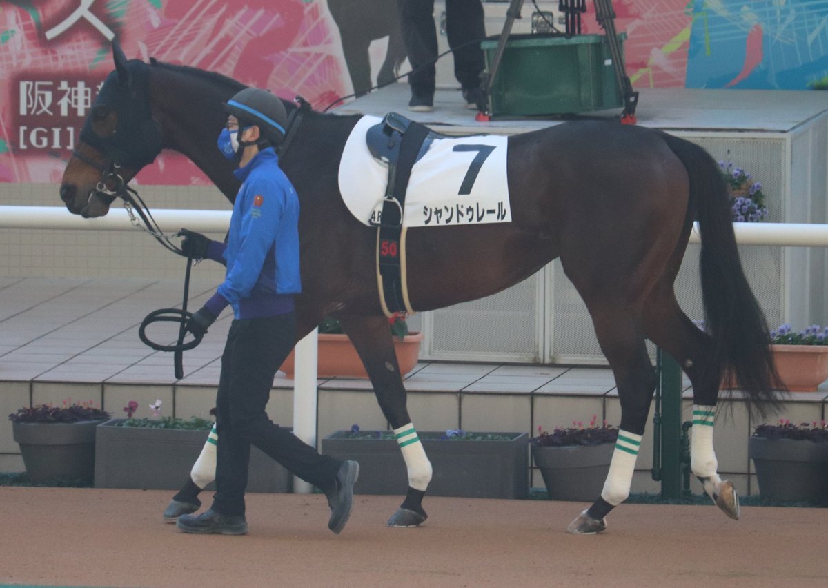 シャンドゥレール、障害レース9着！ファンは平地転向を期待