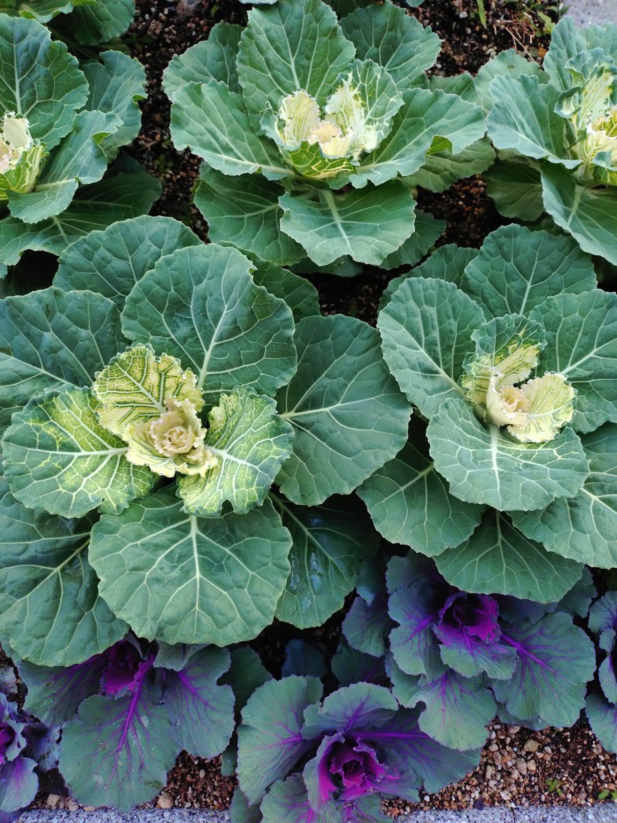 にいにい、リスナーと笑顔いっぱいの1週間