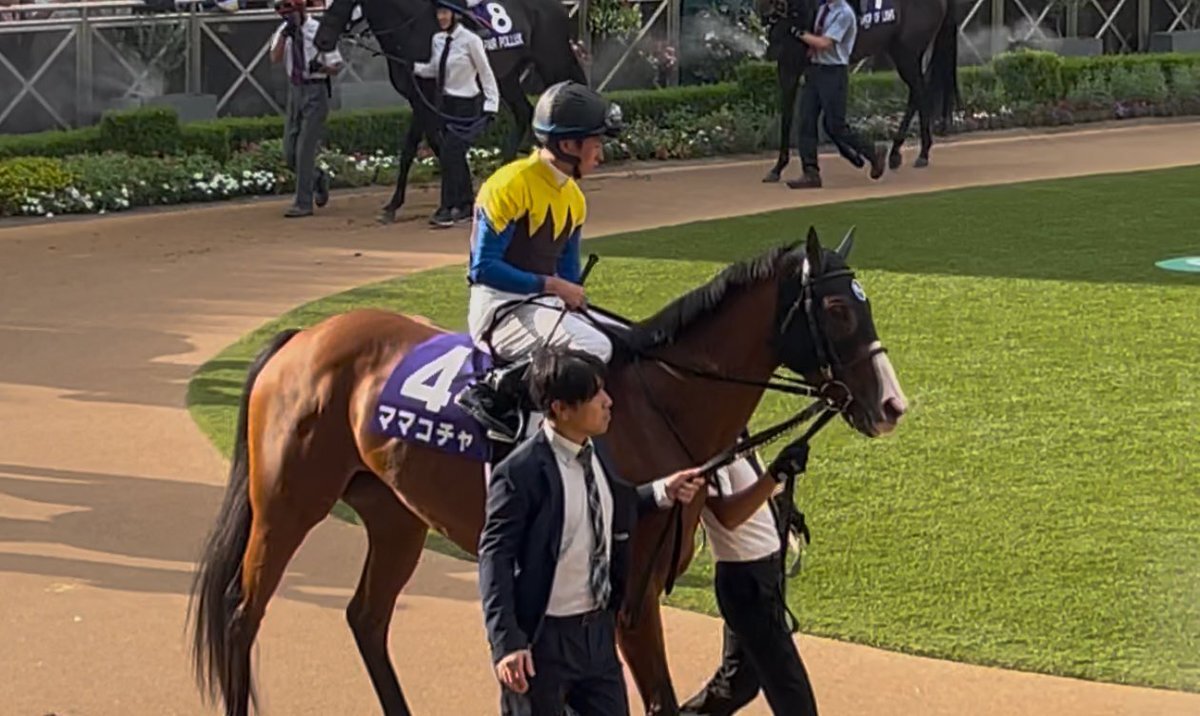 ママコチャ、来年も現役続行！JBCスプリントでの活躍に期待