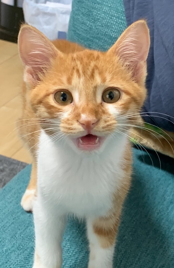 元気に育った猫ちゃんたちが集合「#保護猫ビフォーアフター展