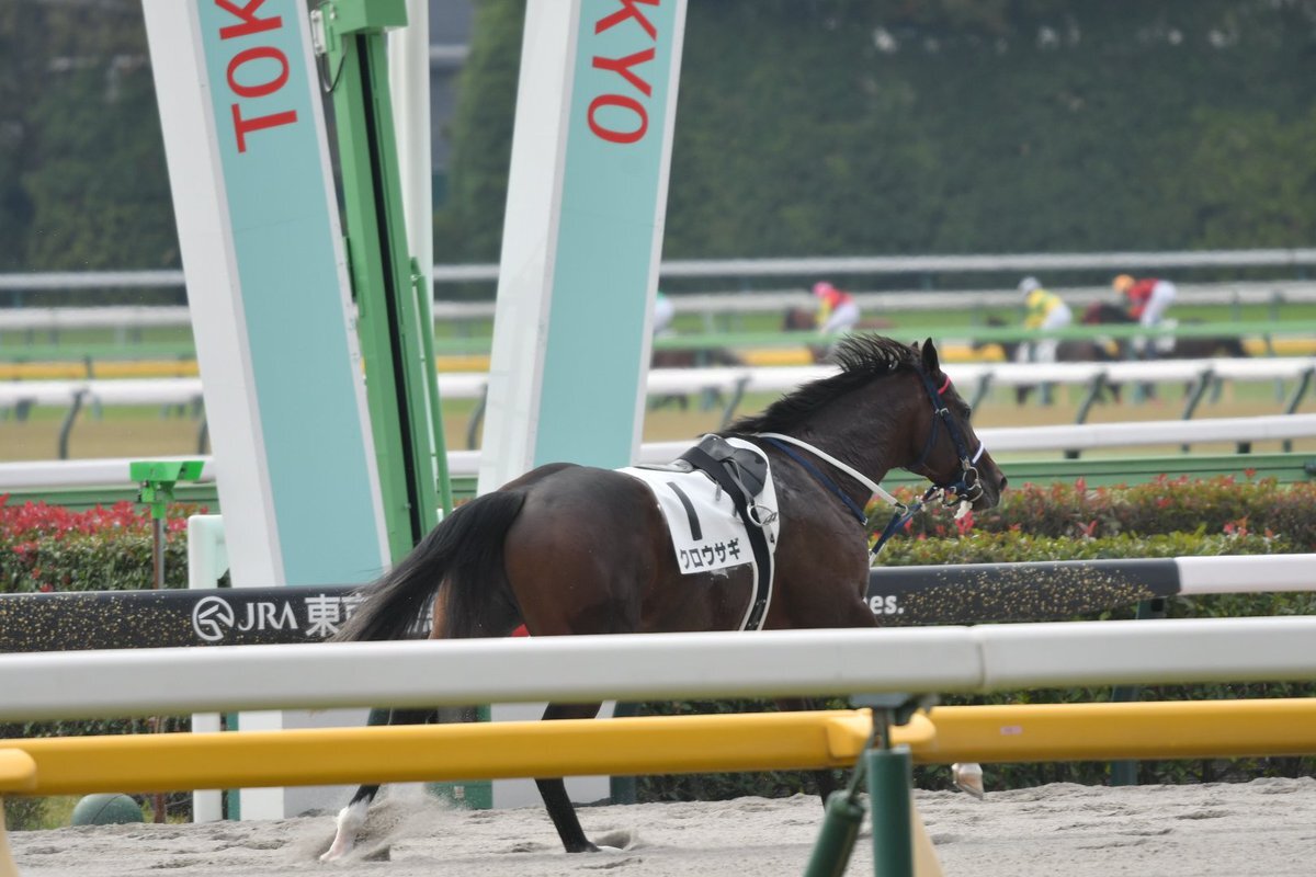 クロウサギ、競馬で騎手を振り落として？