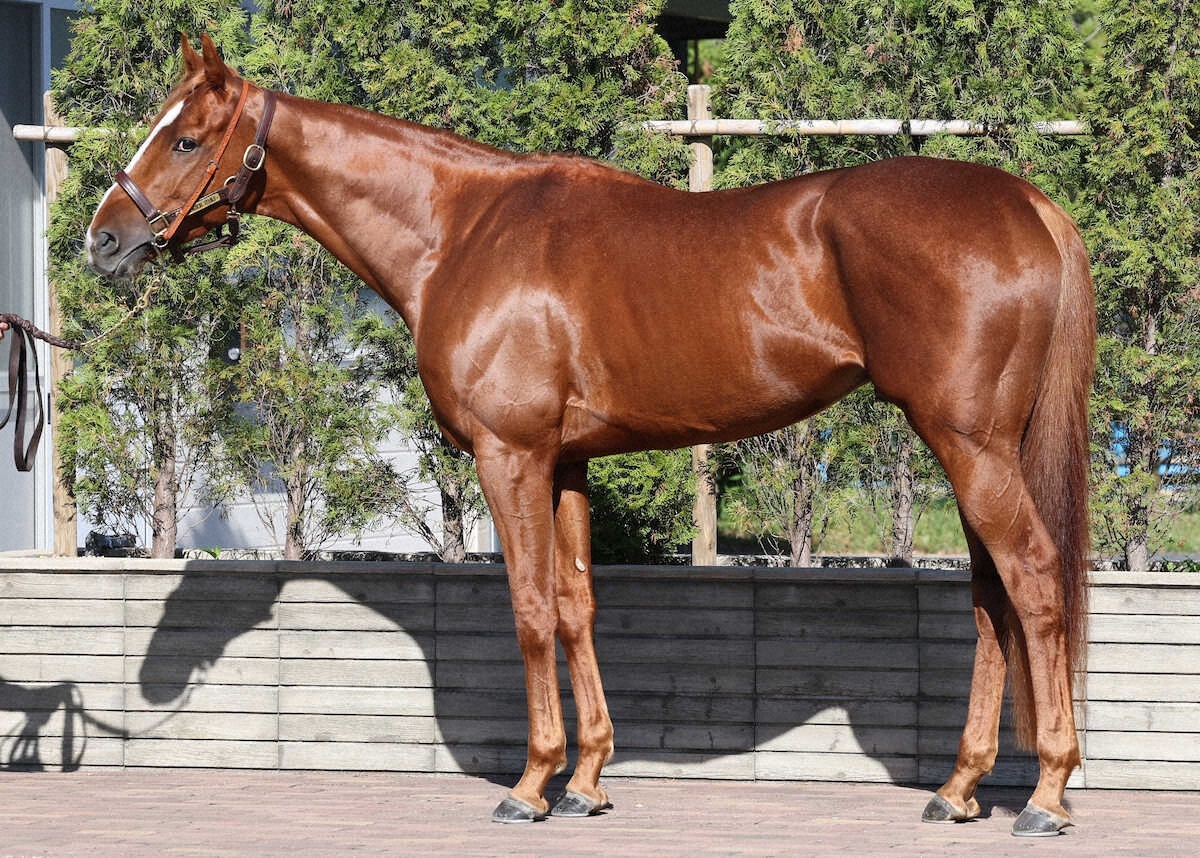 ジューンブレア＆ビザンチンドリーム、香港国際競走を辞退！