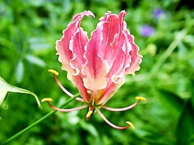 障害者の日：誰もが輝ける社会へ