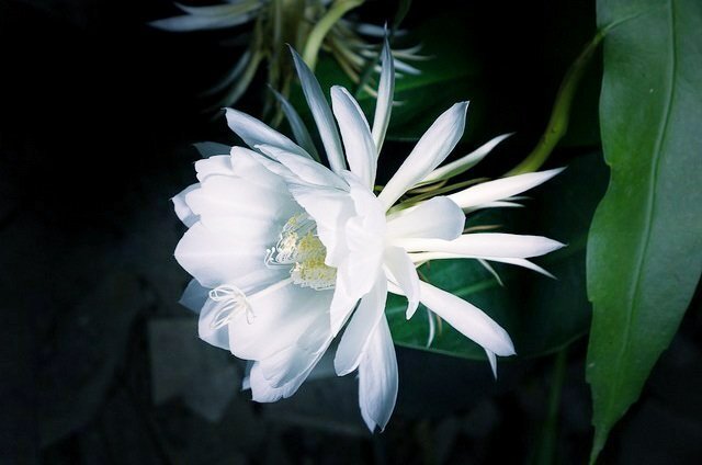 おしぼりの日ってどんな日？