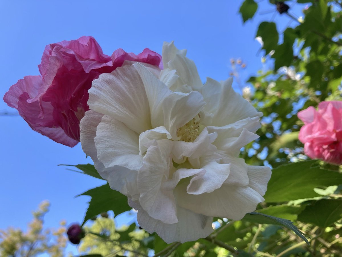 ちょこ Футболка C.P Company 11CMTS413A 006310W 895 по акционной