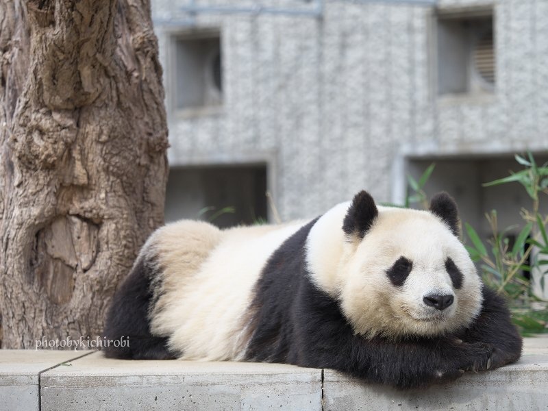 タンタン 王子動物園」のYahoo!リアルタイム検索 - X（旧Twitter