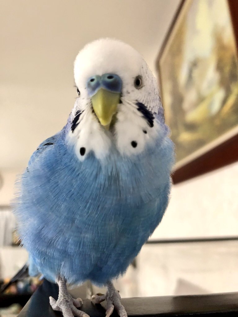 かわいい海の動物マナティープリント小銭入れポーチ小銭入れ