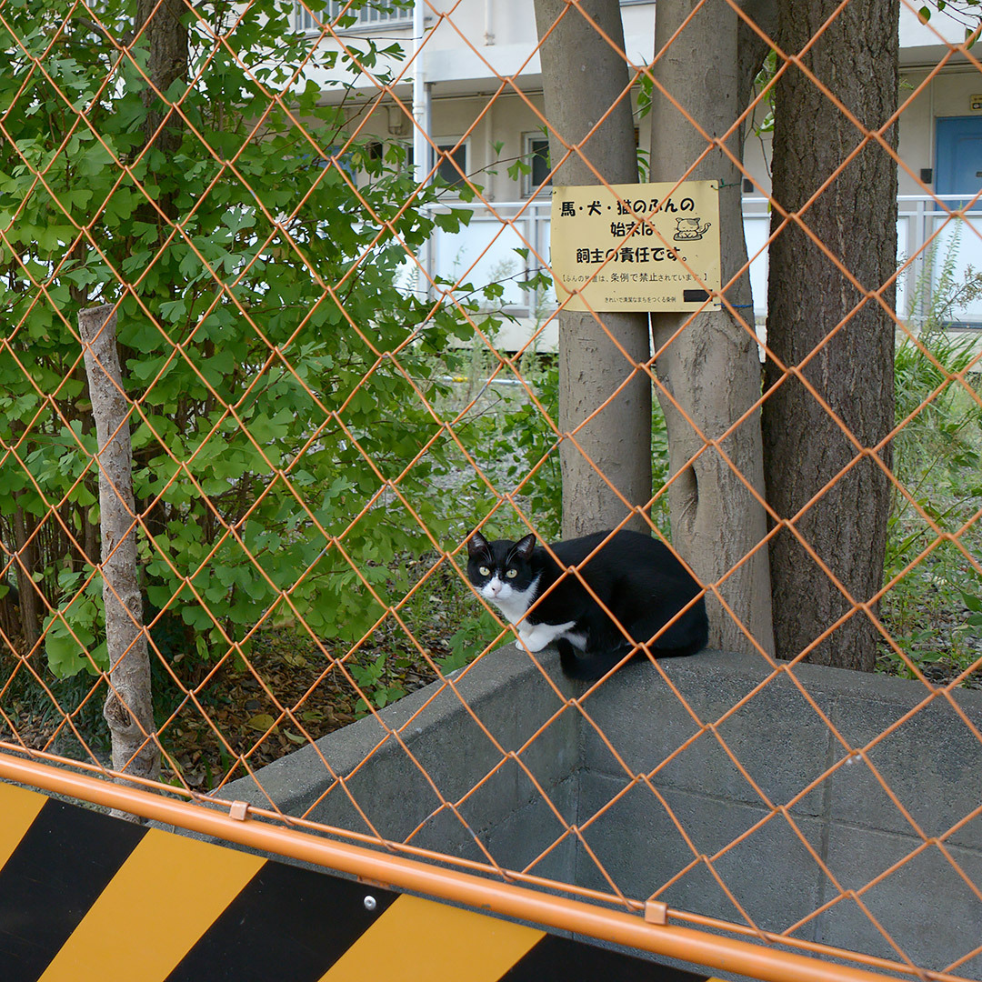 猫が好き 猫が好き カード検索 ｜ Z/X - Zillions of enemy X - ゼクス