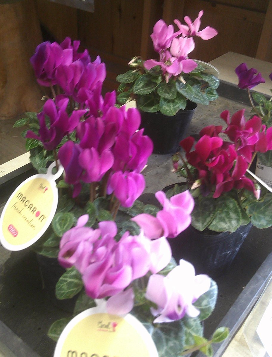 シクラメン」のYahoo!リアルタイム検索 - X（旧Twitter）を