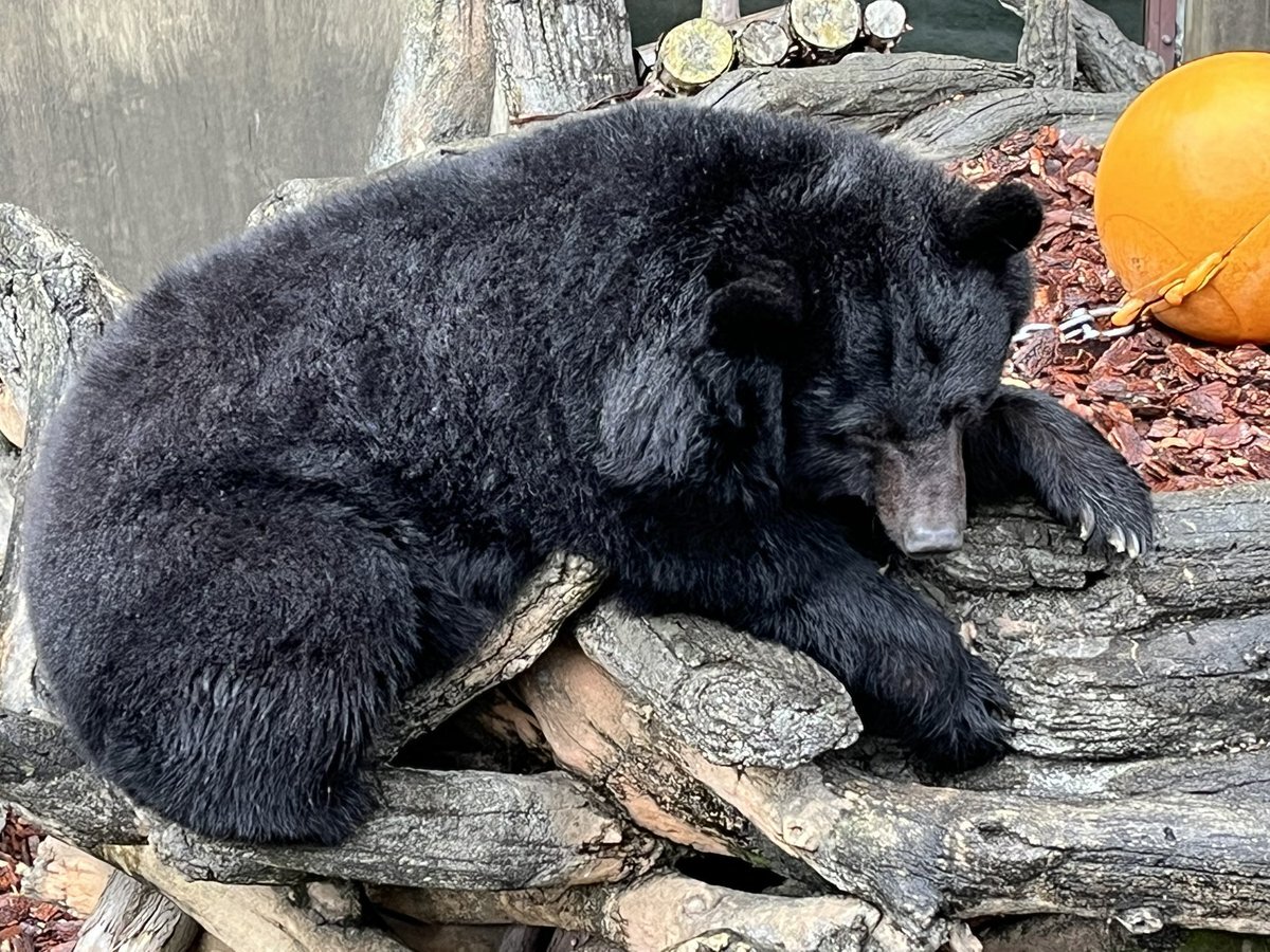 今年の漢字は「熊」！熊被害とパンダ返還が選考理由に