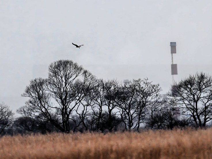 メガソーラー建設に住民反発、政府は規制強化へ