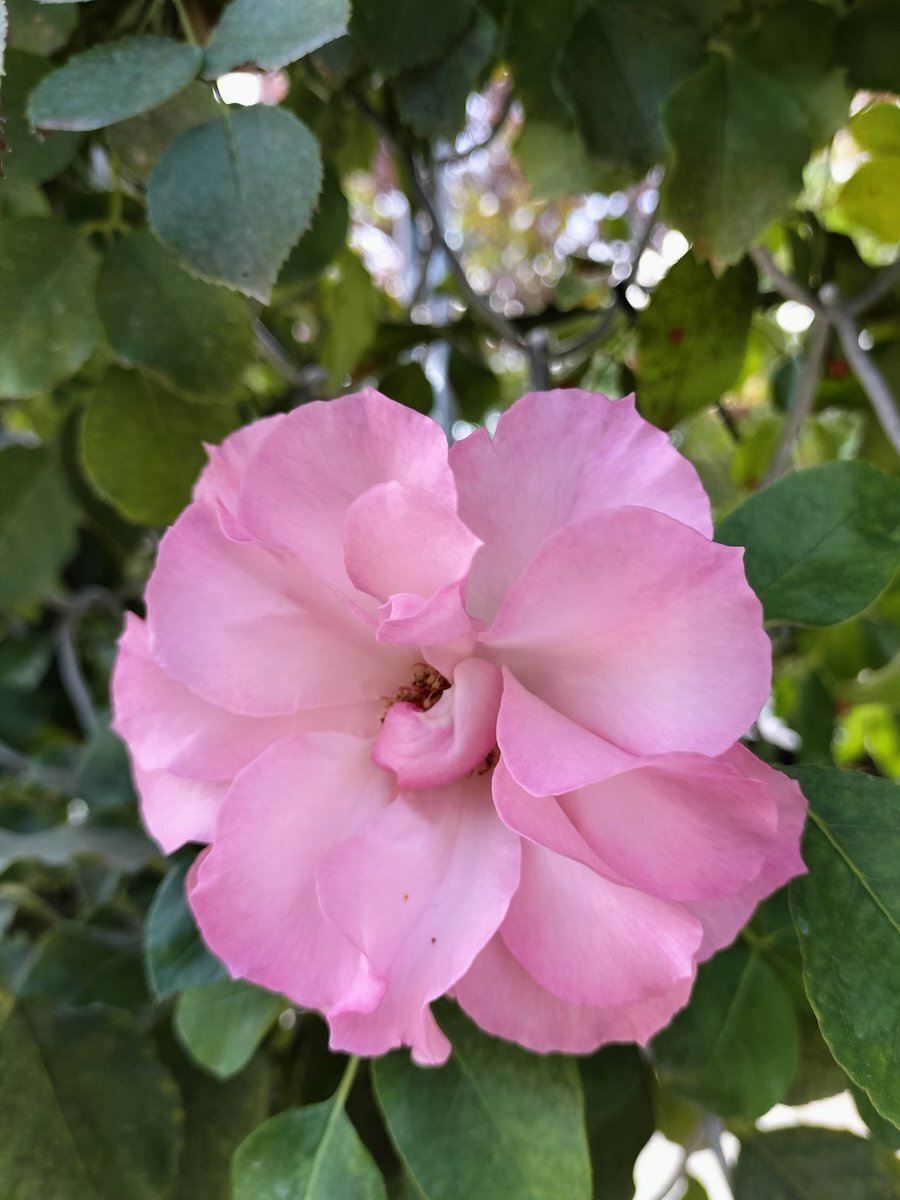 目覚めた人たちのSNS投稿、どんな内容？