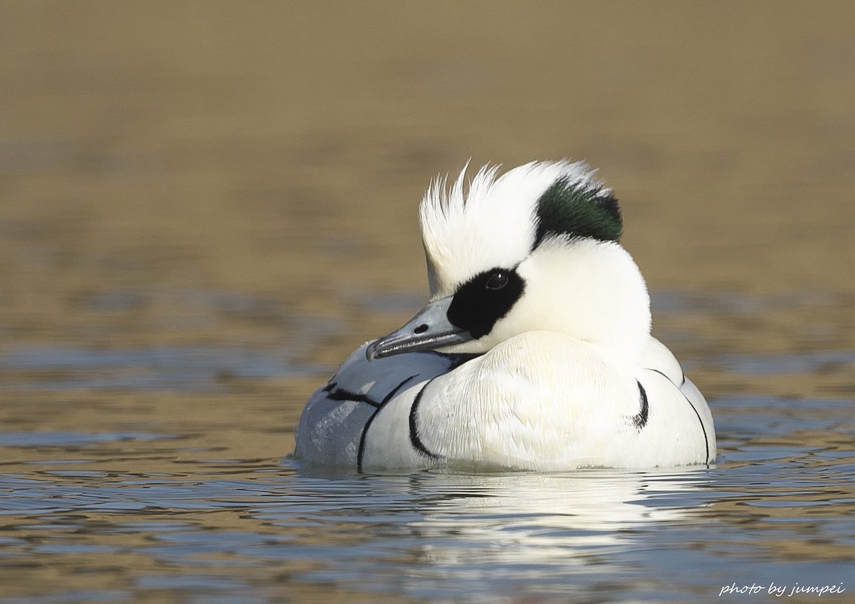上野動物園パンダ返還へ　SNSで様々な声が