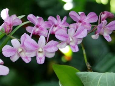 ノーベル賞制定記念日：人類への貢献を称える日