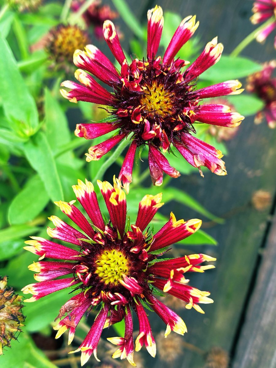 太陽暦採用記念日、知ってる？