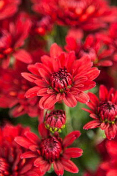 ノーベル賞制定記念日：人類への貢献を称える日