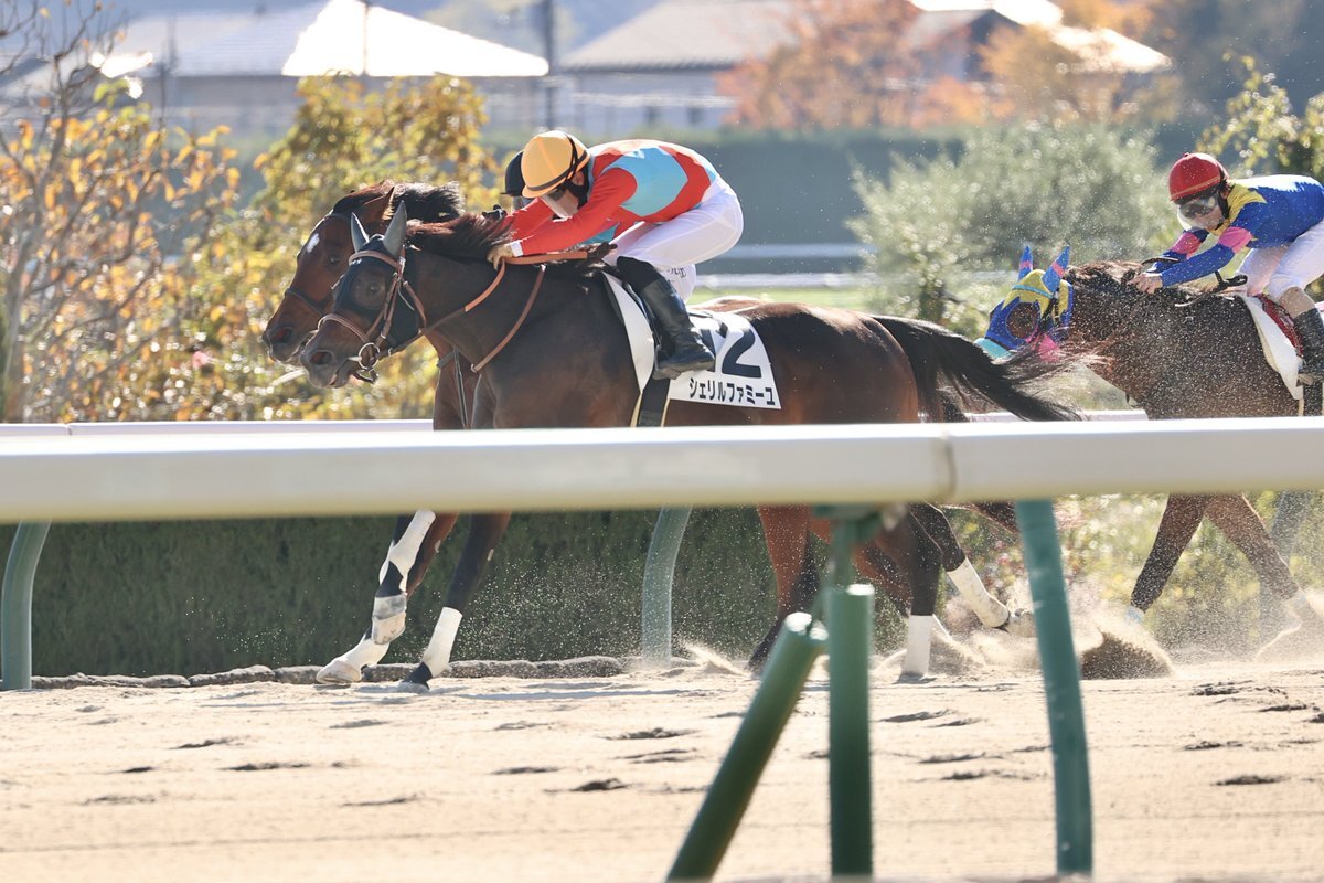 シェリルファミーユ、差し切りで勝利！ 競馬ファンを熱狂させた理由は？ 