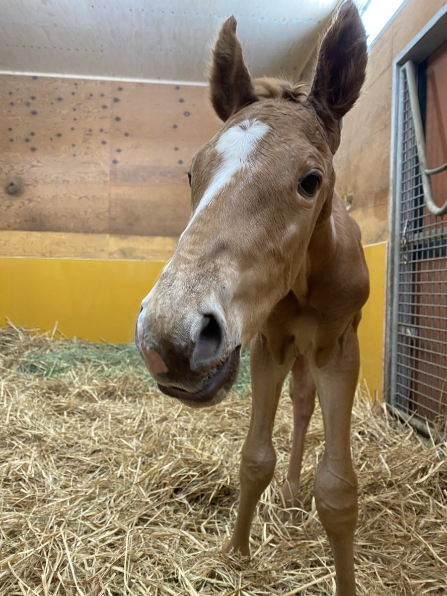 レッドキングリー、復帰戦で快勝！ルメール騎手とのコンビが勝利